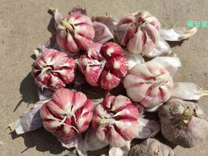 食用蔬菜種子市場 品種、趨勢與批發(fā)報價指南